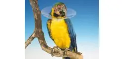 COLLAR BUSTER PARA AVES 140MM MEDIO 10U KRUUSE
